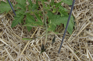 Jeune pied de tomate - Paillage de paille