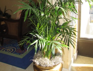 Chrysalidocarpus lutescens (Areca)