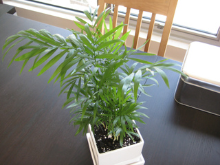 Jeune palmier en pot - Chamaedorea elegans