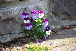Pensée (Viola)