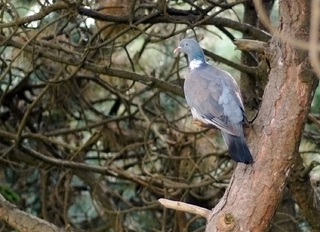 Pigeon ramier