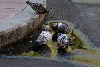Pigeons en ville