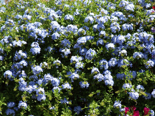 Plumbago - Dentelaire du Cap