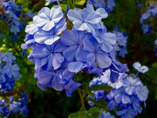 Plumbago - Dentelaire du Cap
