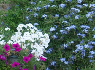 Plumbago et pétunias