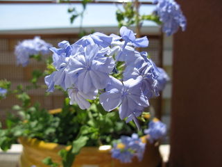 Plumbago en pot