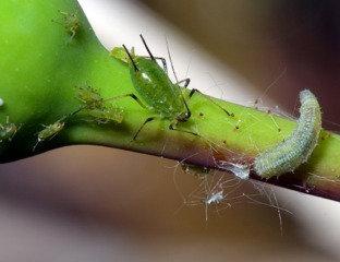 Pucerons : dégâts et moyens de lutte naturelle Puceron-vert-rosier-larve-syrphe