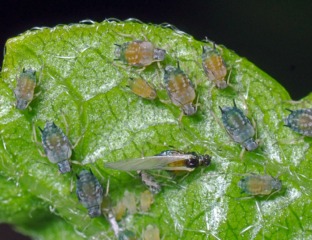 Pucerons : dégâts et moyens de lutte naturelle Pucerons-melon-coton