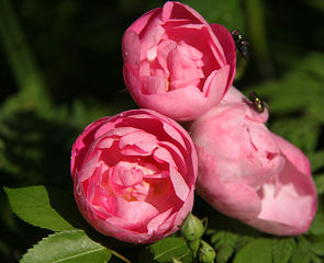 Les différentes formes de roses Rose 'Raubritter' : forme globuleuse