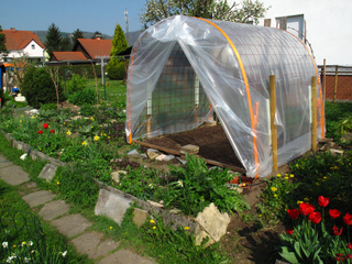 Serre pour culture de tomates sous abri