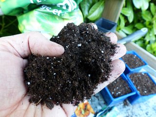 Perlite dans du terreau pour semis