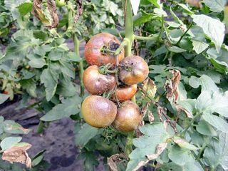 Mildiou sur tomates