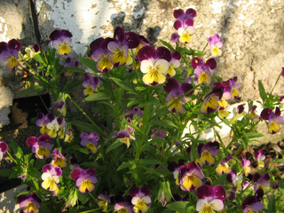 Viola cornuta au pied d'un mur