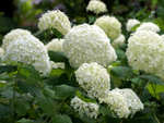 Hydrangea arborescens 'Annabelle'