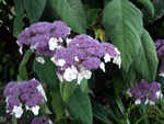 Hydrangea aspera