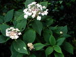 Hydrangea involucrata 'Tokado yama'