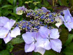 Hydrangea macrophylla 'Blaumeise'