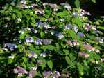 Hydrangea serrata