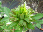 Rosa chinensis viridiflora : rose verte