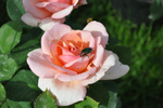Rose Belle du Seigneur : forme turbinée