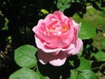 Rose 'Constance Spry' : forme en coupe