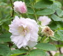 Rose 'Fimbriata' : forme fimbriée
