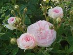 Rose 'Cuisse de nymphe émue' : forme imbriquée
