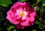 Rose 'Madame Solvay' : forme réflexe
