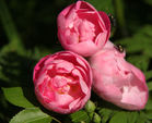 Rose 'Raubritter' : forme globuleuse