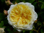 Rose 'The Pilgrim' : forme plate