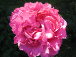 Rose 'Yves Piaget' : forme de pivoine