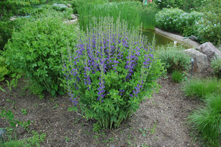 Baptisia australis - Bassin