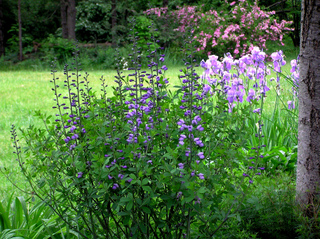 Baptisia australis et iris