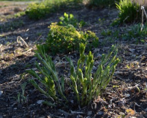 Baptisia australis - Printemps