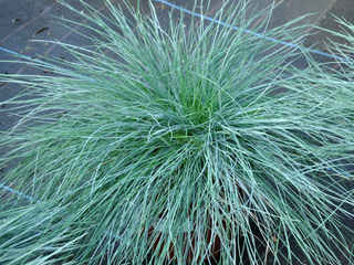 Festuca glauca