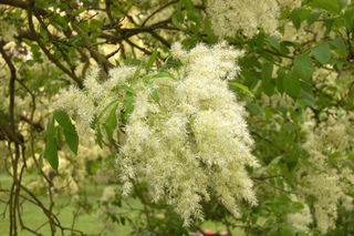 Fraxinus ornus - Frêne à fleurs
