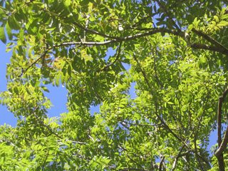 Fraxinus excelsior - Frêne commun (Feuillage)