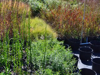 Graminées en pot dans une jardinerie