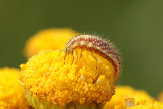 Larve de chrysope