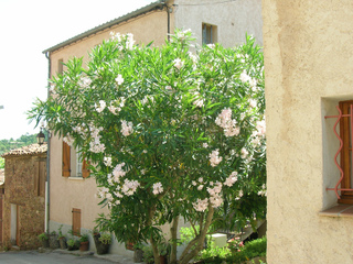 Laurier rose cultivé en pleine terre