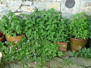 Menthes en pots