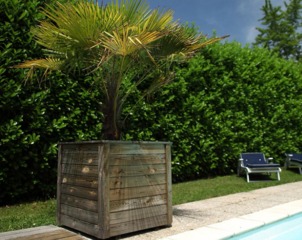 Palmier en bac au bord d'une piscine
