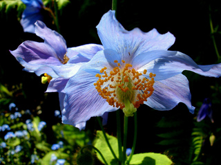 Pavot bleu de l'Himalaya