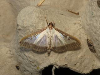 Papillon de pyrale du buis - Cydalima perspectalis