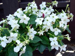 Tabac d'onement - Nicotiana 'Saratoga White'