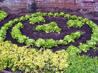 Salades en cercle au potager