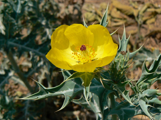 Argemone mexicana - Pavot épineux du Mexique