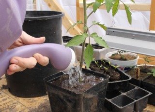 Arrosage d'un jeune pied de tomate