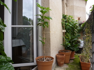Baobab en pot (5 ans) sur un balcon