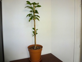 Jeune baobab en pot